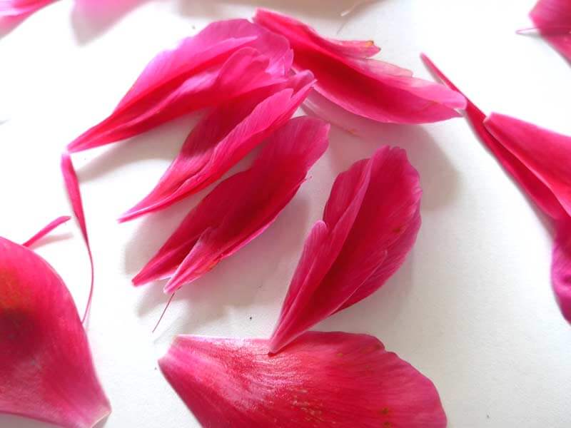 Lebensmittel zum Entwässern der Beine Lebensmittel zum Entwässern der Beine