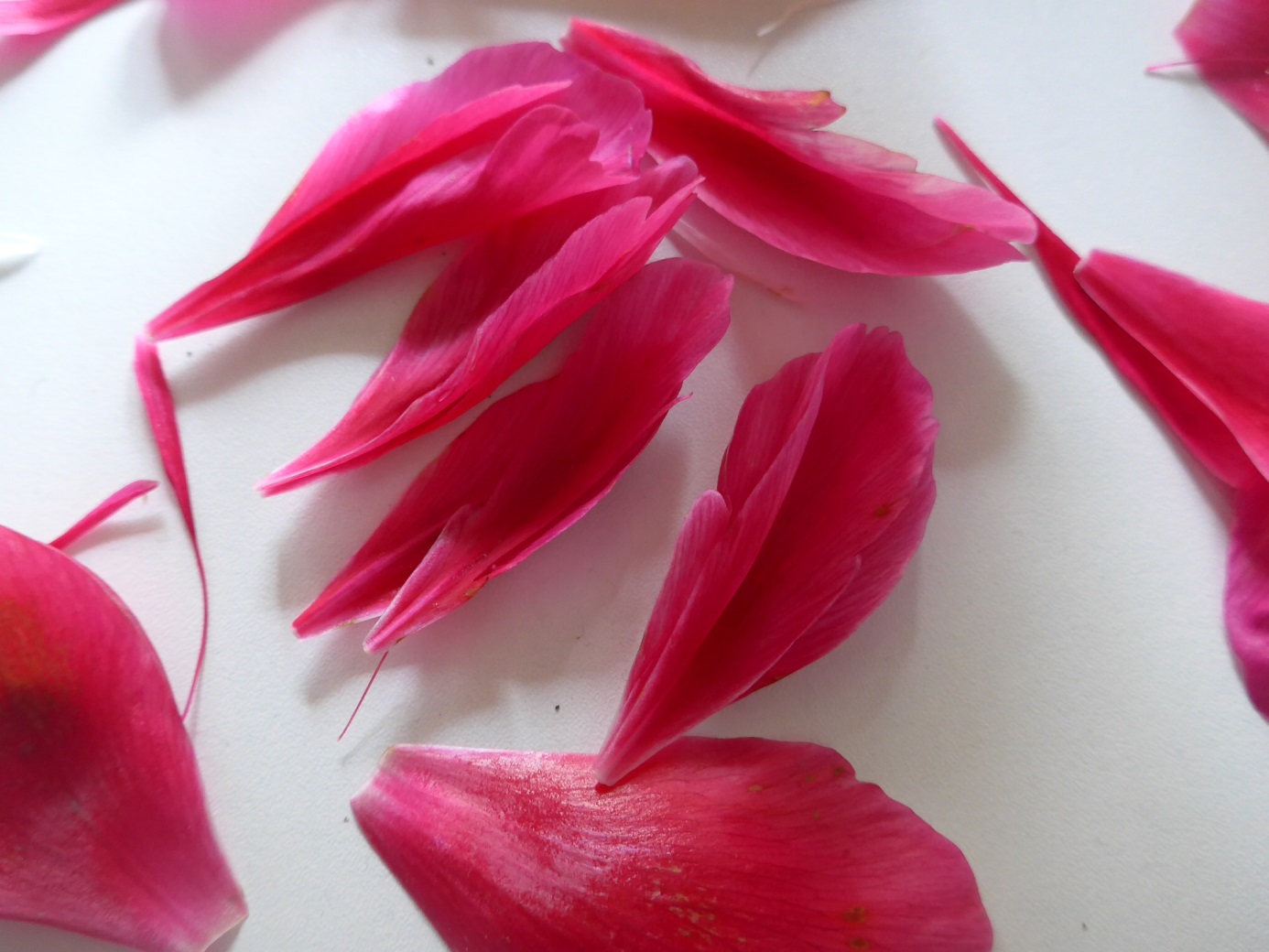 Anti Narben Creme bei schwachesm Bindegewebe und Dehnungsstreifen